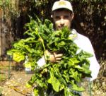 spinach harvest