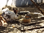 bunny wants butter with corn